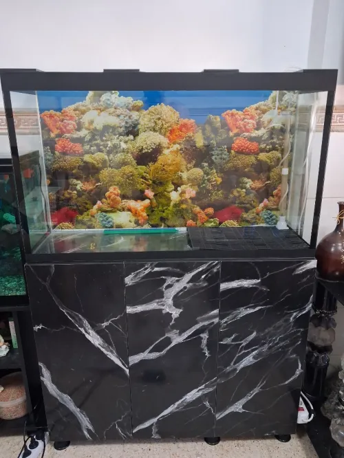 Aquarium avec meuble 1m équipée avec 40 poissons Cycledis Labidos Jaune