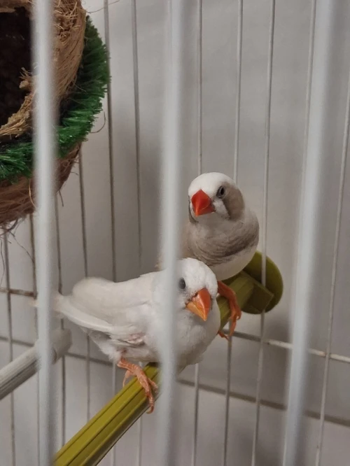 Divers couples Mandarins avec cages et nids