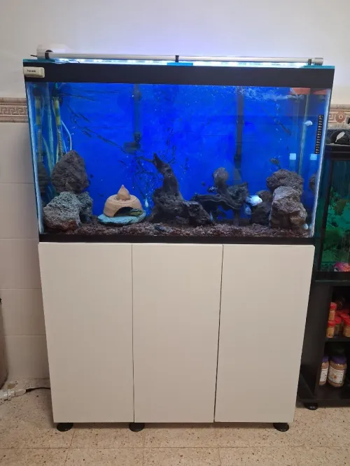 Aquarium avec meuble 1m équipée avec 40 poissons Cycledis Labidos Jaune