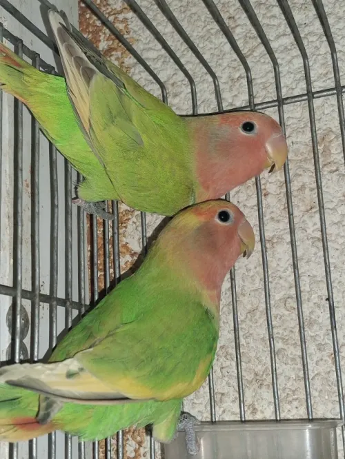 Couple inséparable rosé 8mois prépare l'accouplement