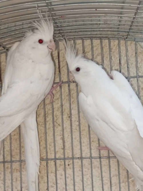 Couple calopsit albinos adultes prêt pour l'accouplement