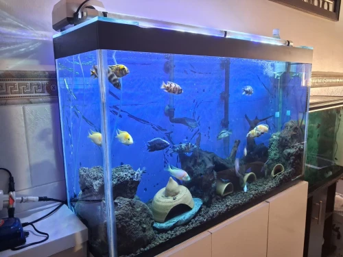 Aquarium avec meuble 1m équipée avec 40 poissons Cycledis Labidos Jaune