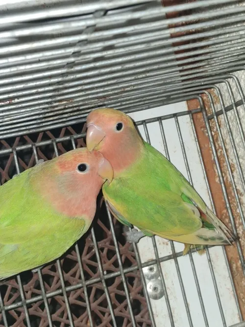 Couple inséparable rosé 8mois prépare l'accouplement