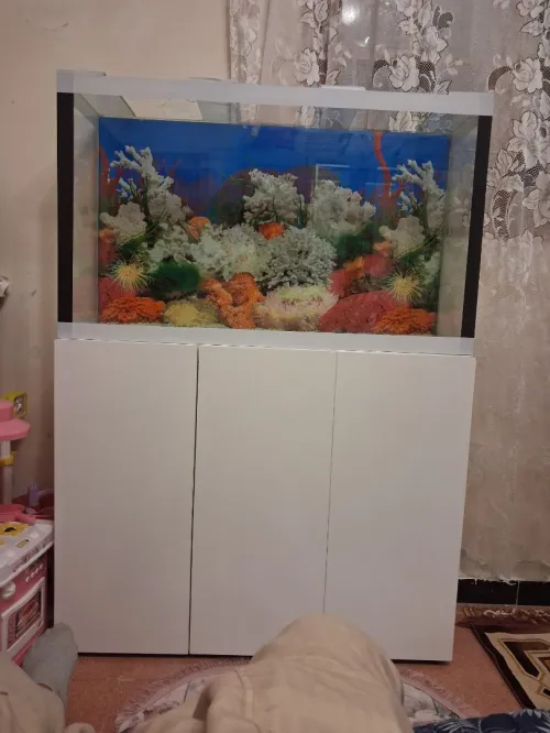 Aquarium avec meuble 1m équipée avec 40 poissons Cycledis Labidos Jaune