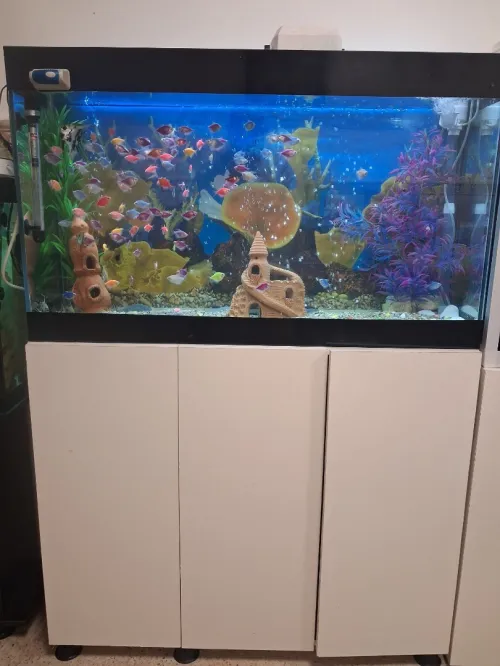 Aquarium avec meuble 1m équipée avec 60 poissons Tropicaux