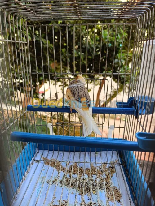 Canari mosaïque À vendre