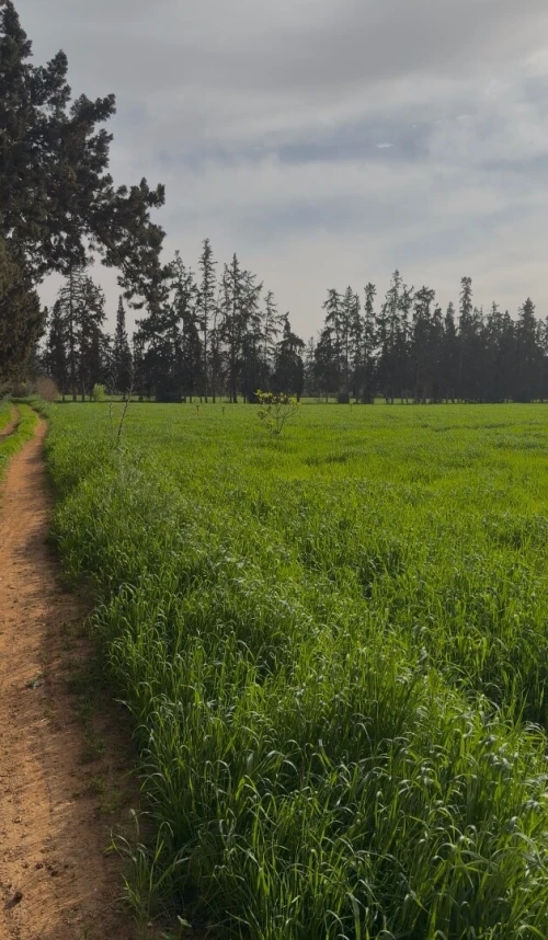 Vente Terrain Agricole Tlemcen Hennaya