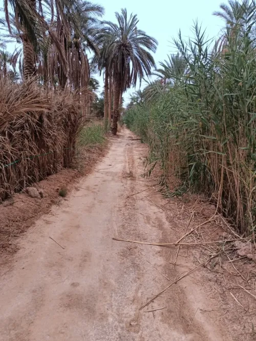 Vente Terrain Agricole Touggourt Temacine