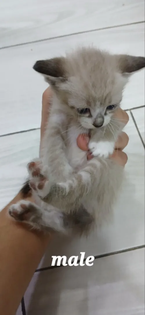 Chat siamois