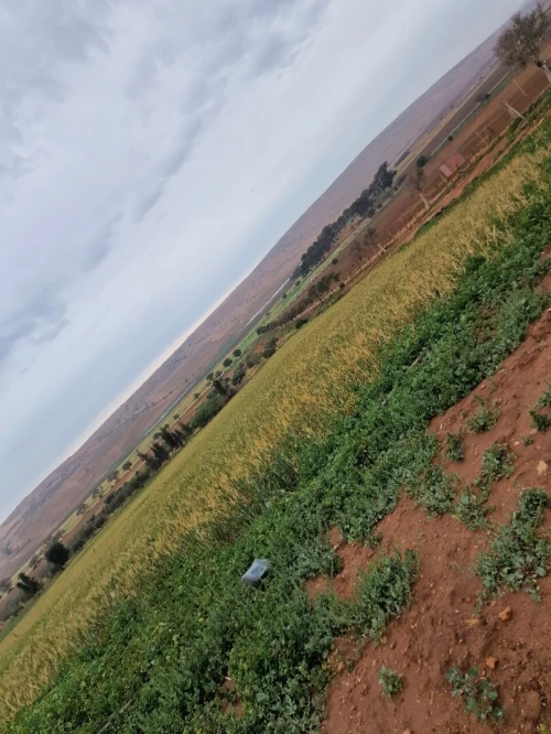 Vente Terrain Agricole Oran Boufatis