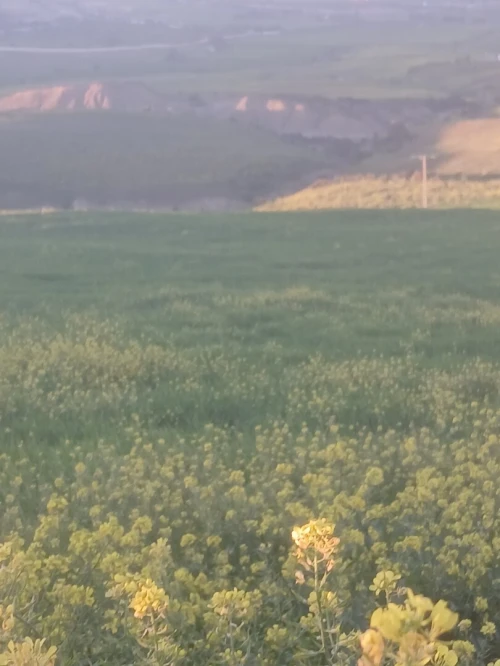 Vente Terrain Agricole Oran El ançor