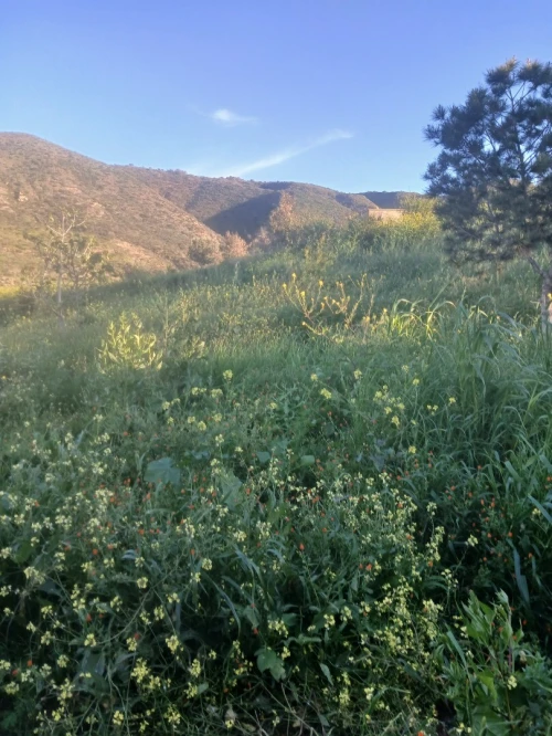 Vente Terrain Agricole Oran El ançor