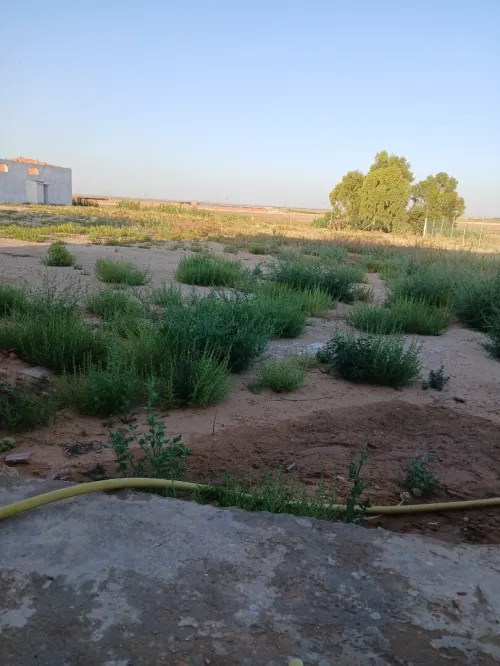 Vente Terrain Agricole Djelfa Ain oussara