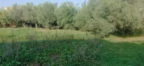 Vente Terrain Boumerdès Ouled hedadj