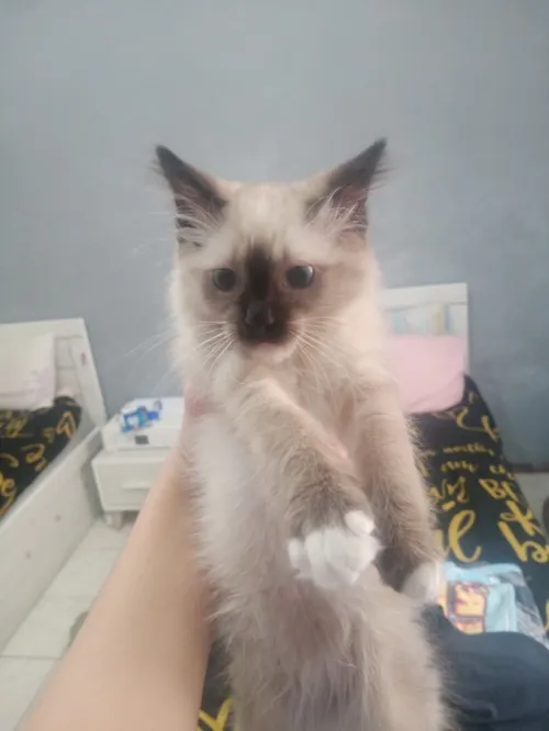 Chat ragdoll croisé siamois 