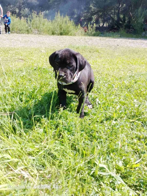 chien cane corso