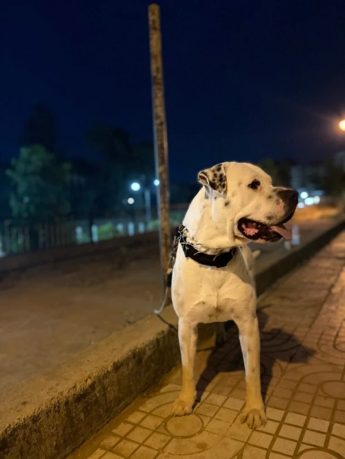 Dogue argentin