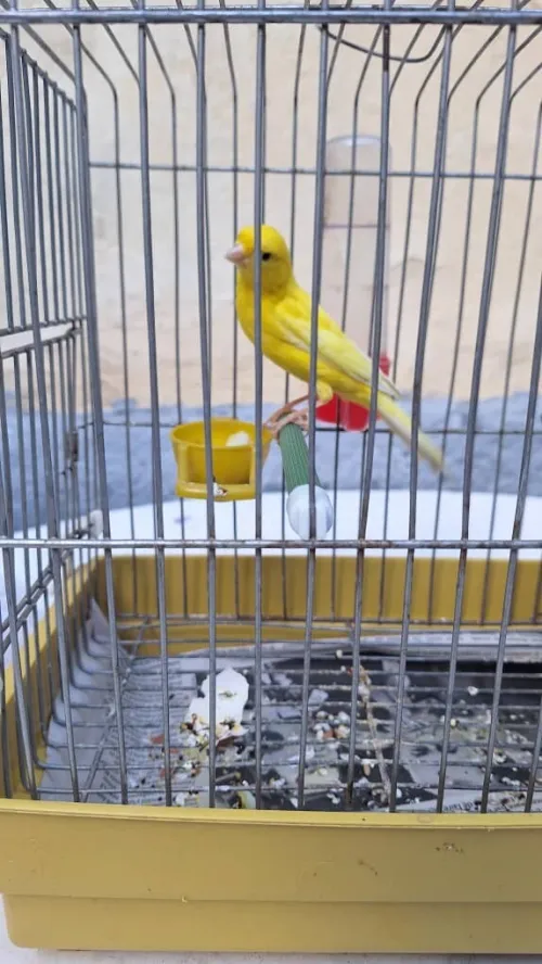 Canari jone