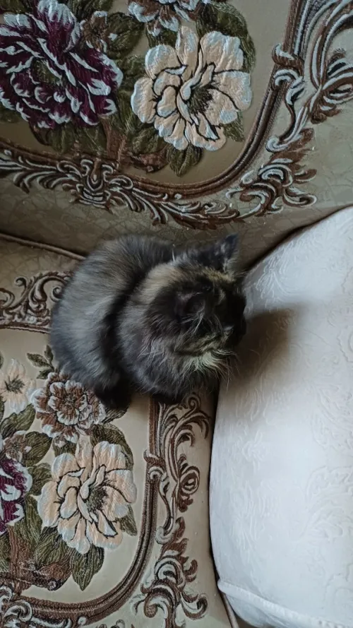 persan female pure race