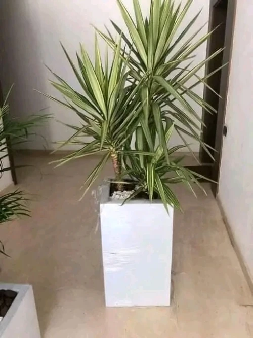 pot de fleur 