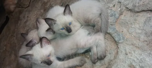 سيامو