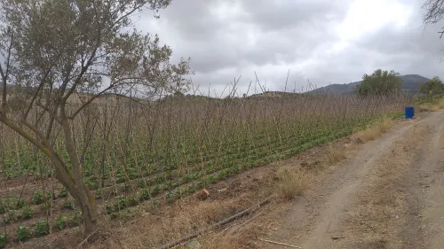Vente Terrain Tipaza Cherchell