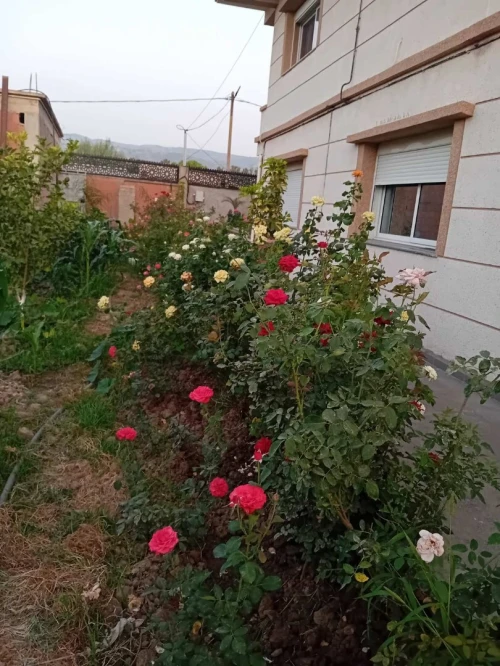 Vente Villa Blida Larbaa