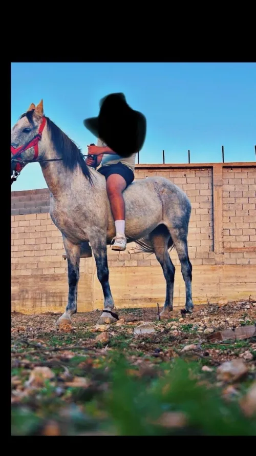 Cheval 8ans 