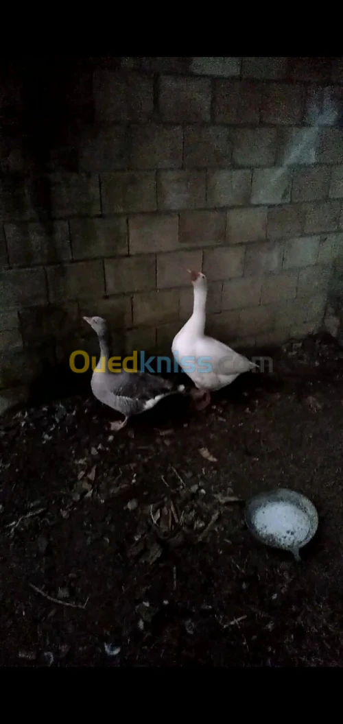 كوبلة وز 