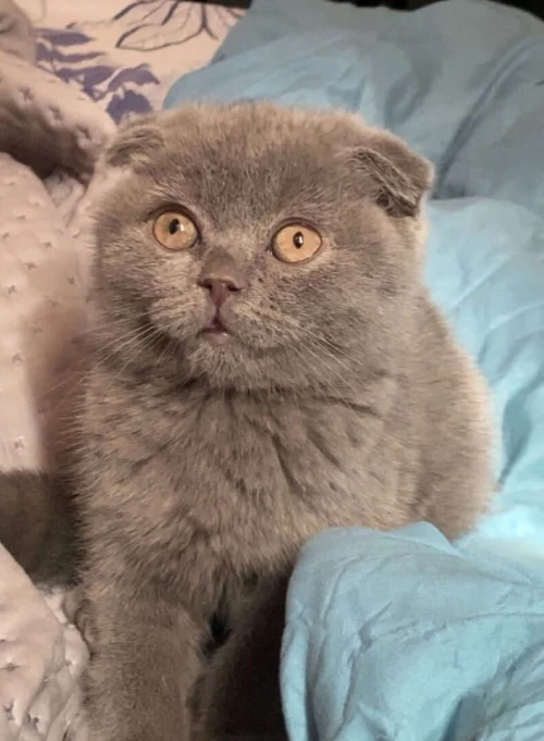 Scottish fold male