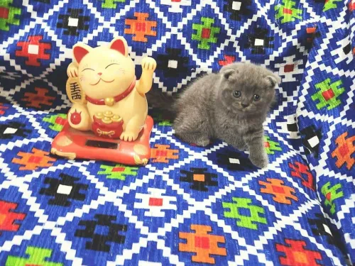 Scottish fold male
