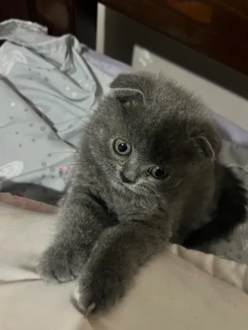 Scottish fold male