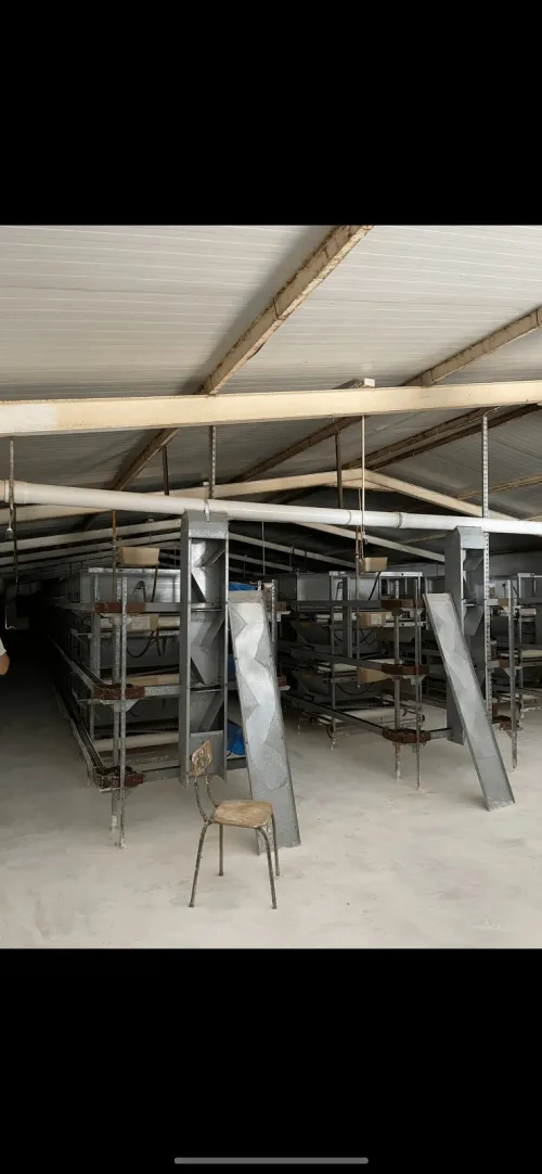 Pandeuse poulets