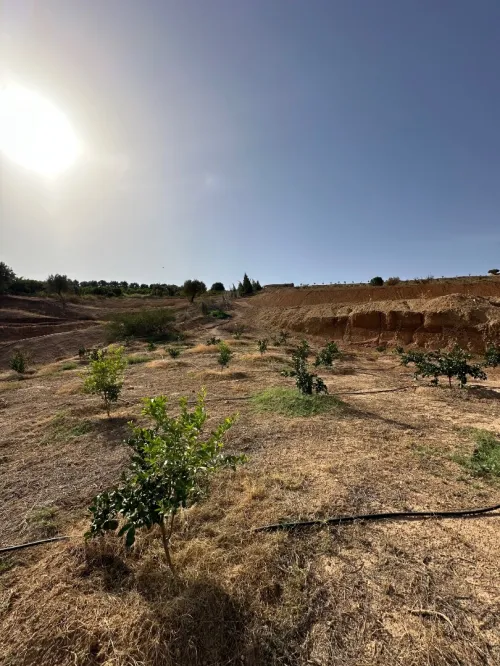 Vente Terrain Agricole Tlemcen Tlemcen