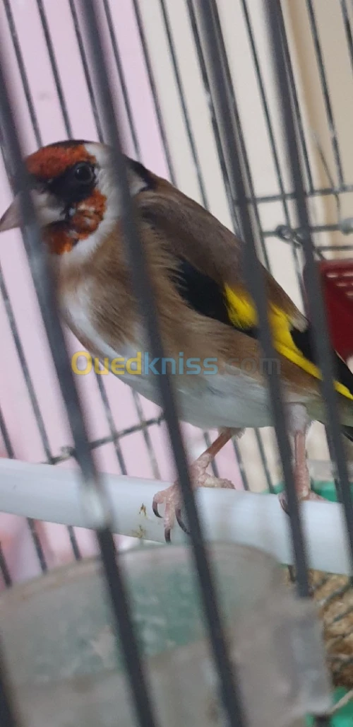 Chardonet femelle 2 ans 