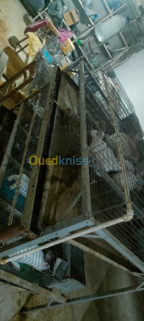 بيع قفص ارانب Cage pour lapin 