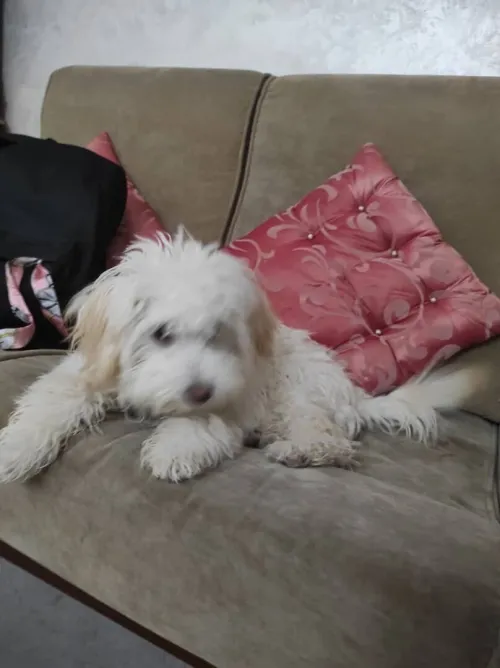 Caniche 