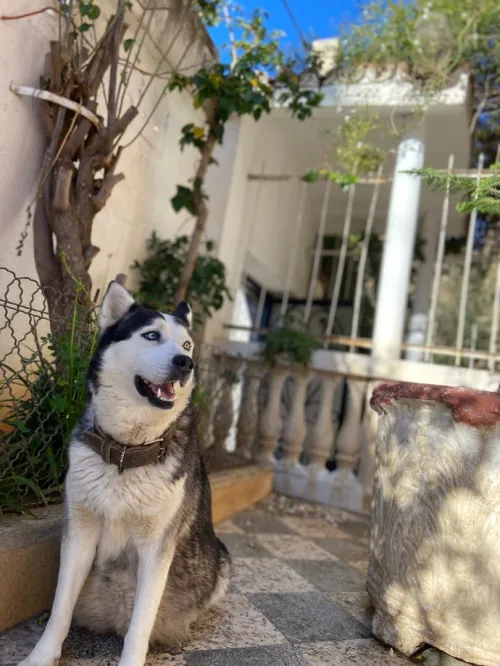 HUSKY SIBÉRIEN