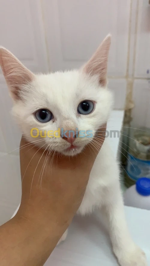 Chat angora pur race blanc les yeux bleus