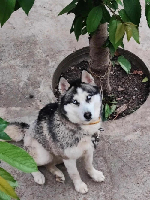 Husky