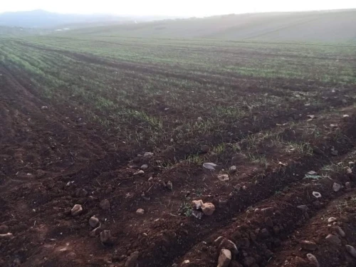 Vente Terrain Aïn Defla Bourached