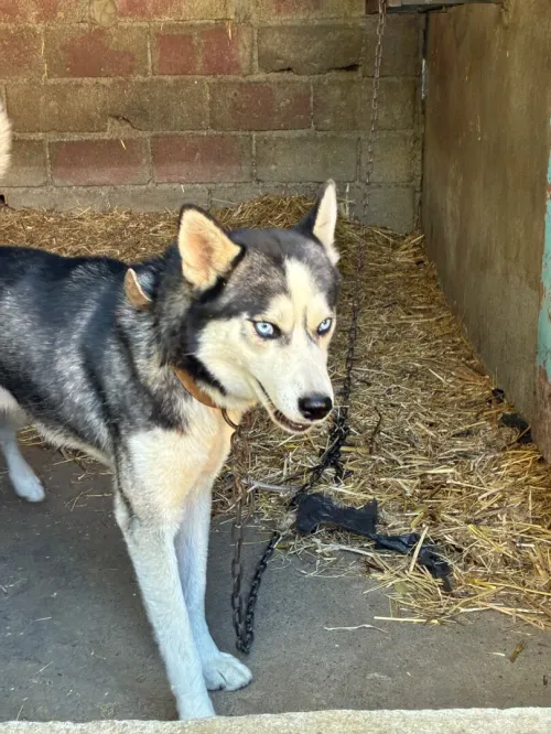 Chien husky 11 mois 