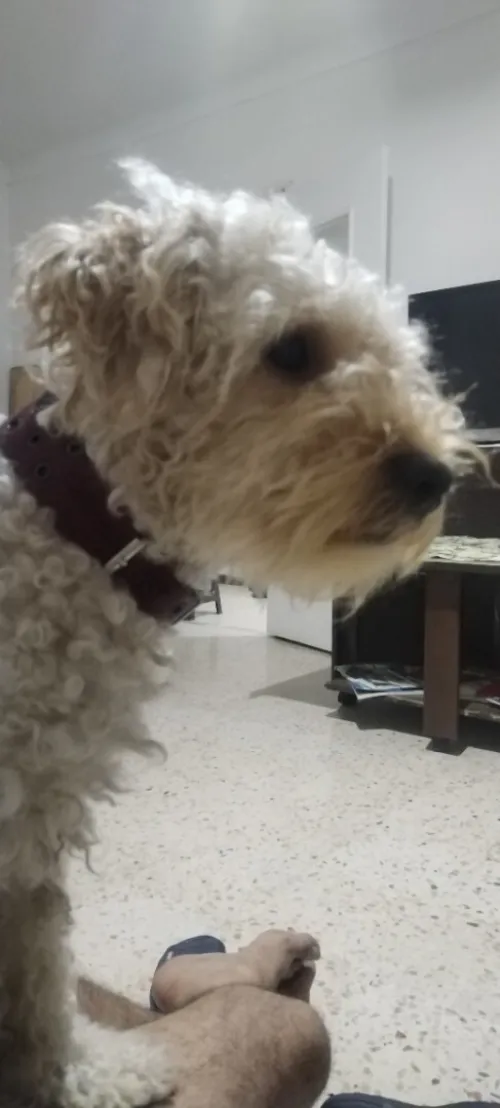 Caniche grande taille 
