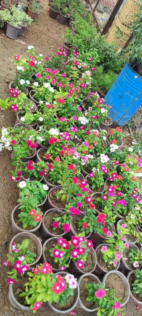 Jardinage gazon naturel aménagement espace vert et plantes 