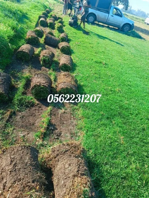 Béton imprimé et Gazon naturel 0562231207