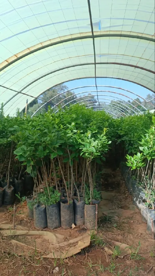 عشب طبيعي  gazon naturel  تقليم أشجار
