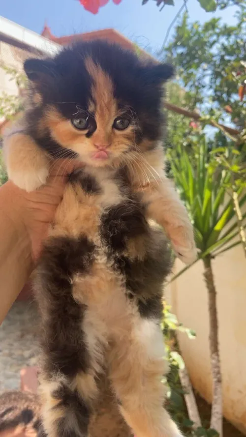 Chatton persan