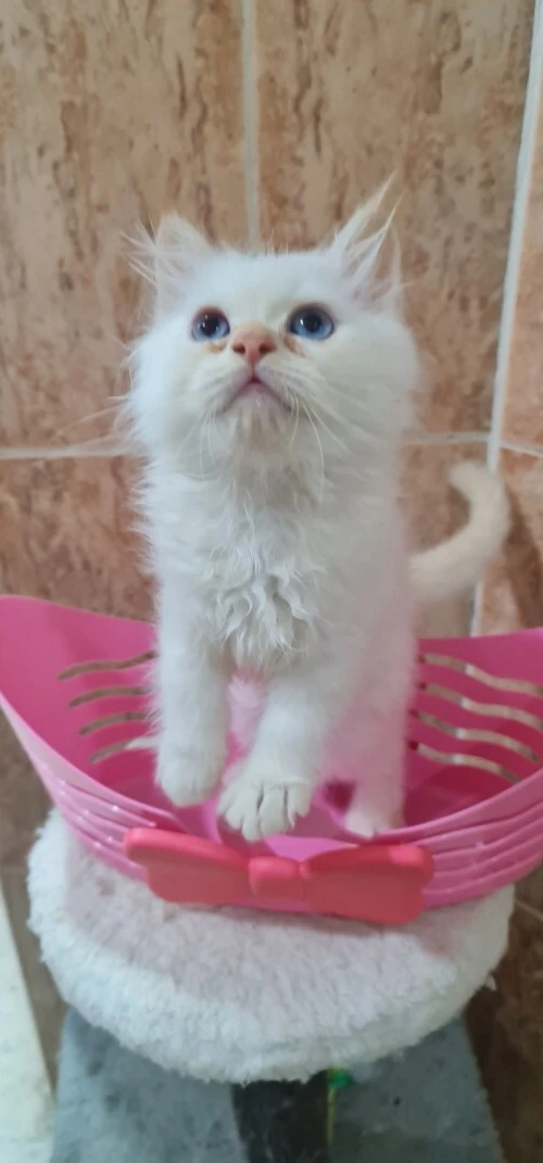 Chatton