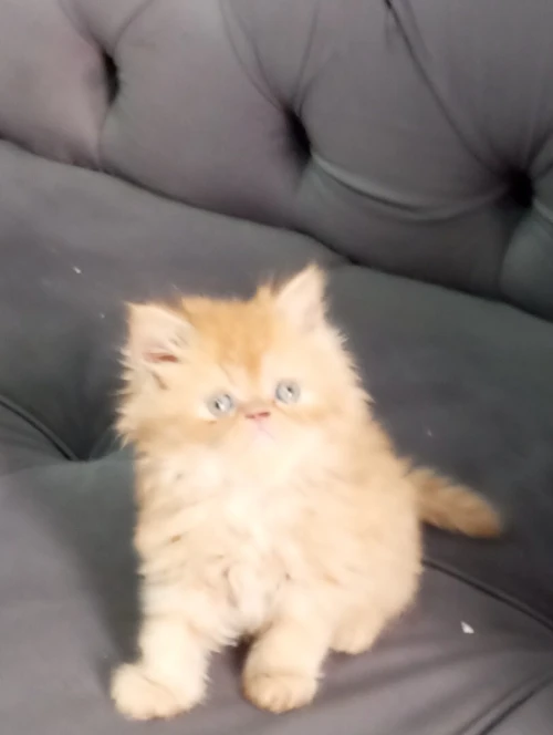 Vendre chat persan 