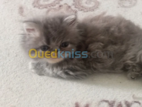 Vendre chat persan péki face 